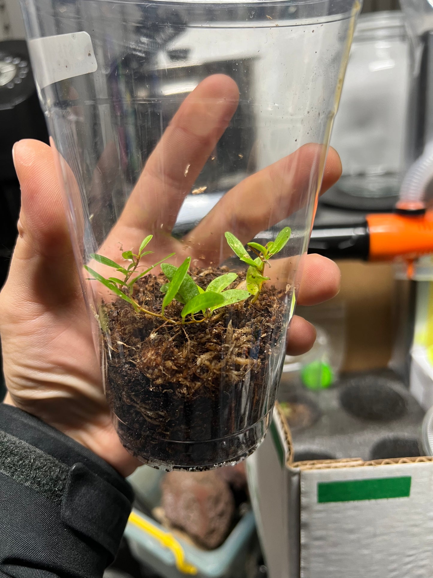 Ficus ruginervia