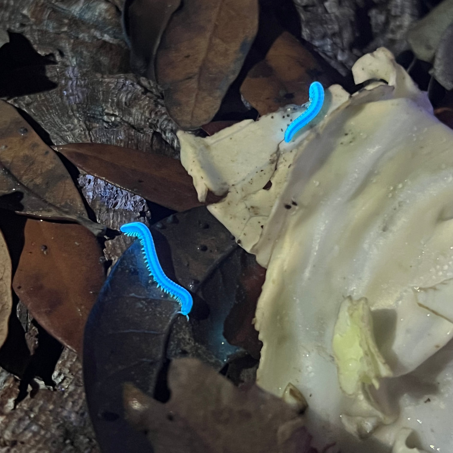 Spirobolellus sp. Maui (CB) under UV black light