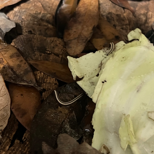 Spirobolellus sp. Maui under litter (CB)